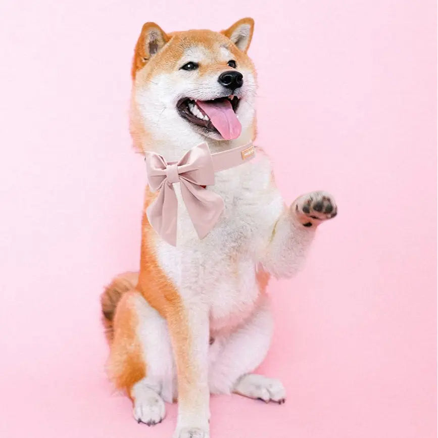 Unique Style Paws Silk Adjustable Durable Dog Collar with Bow Wedding Bowtie Collar for Small to Large Dogs